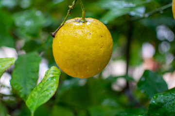 Ripe lemons citrus fruits hanging on lemon tree