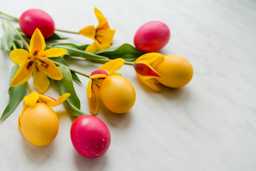 Easter eggs with yellow tulips on a light  background