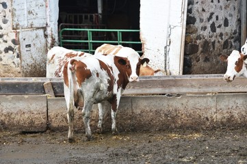 Cows at Feeder