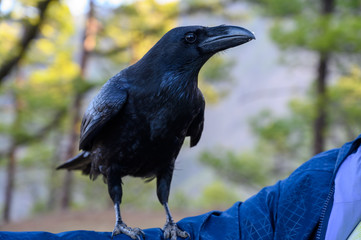 Smart Black Canary Crow or Raven bird, not afraid of people, on forest bench in Caldera de Taburiente, La Palma island, Canary, Spain