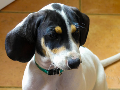 cute portrait of a puppy ariegeois French southern dog a breed developed for hunting