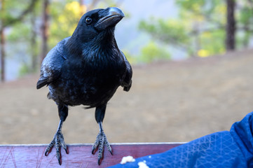 Smart Black Canary Crow or Raven bird, not afraid of people, on forest bench in Caldera de Taburiente, La Palma island, Canary, Spain