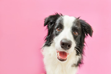 Funny studio portrait of cute smilling puppy dog border collie isolated on pink background. New...