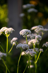 White Valerian flowers, grow wild in the spring.