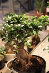 Botanical Mandrake graphic bonsai tree