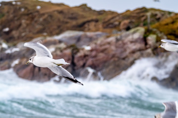 Huge amount of Seagulls feeding at the coast of Maghery in County Donegal during the storm- Ireland
