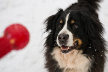 Bernese mountain dog is wathing on the red chewing toy in the hand and is ready to play and running in winter snowy day. Process of training.