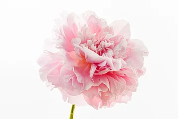 fresh peony flower on the white background