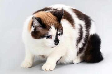 Cat half-breed of snow-shoe on a gray background.