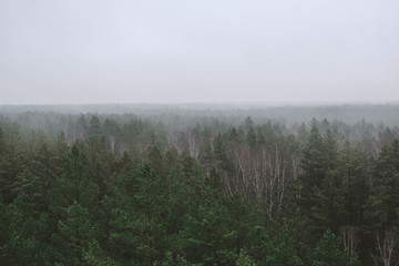 Panoramic Forest in the morning mist with far horizon in the mountain. Spruce tops in fog in autumn - 313939791