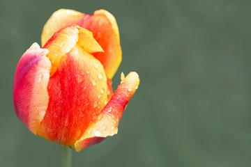 Orange tulip with red stripes, copyspace right
