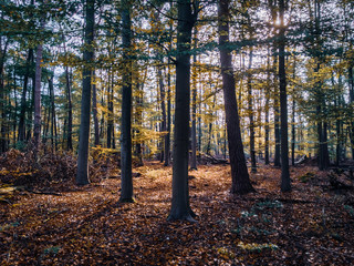 Autumn forest with colorful foliage and sun backlit