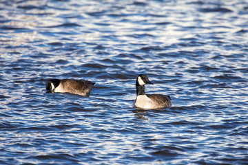 Goose. Canada goose swimming on the river in Wisconsin.