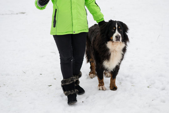 Bernese Mountain Dog And It's Owner With Red Chew Toy In Winter Park. Process Of Walking, Playing And Training Outdoors. Concept Of Friendship.