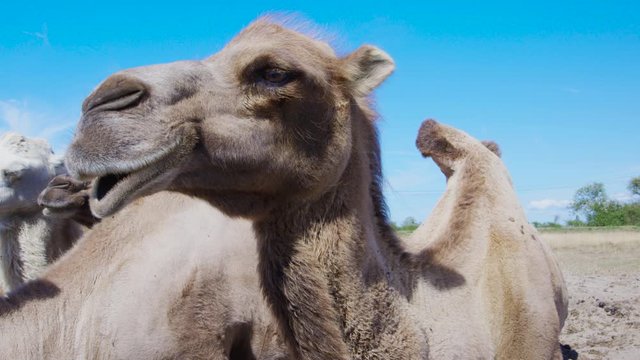 Medium close up of brown furry camel looking straight forward with his camel friends behind him in a group. Surrounded by blue skies and green trees. Slowmotion UHD.