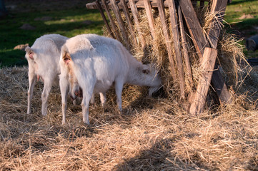 White goats at the feeder.