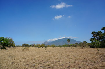Naklejka premium The savanna is dominated by dry grass and a few trees that spread wide with mountain and canyon background, it can be seen that some savanna inhabitants are looking for food.