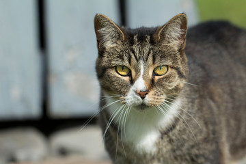 Yellow eyed tabby cat