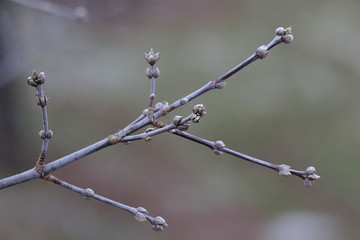 tree branches in the Park in winter