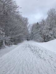 Fototapeta premium Walking a dog in winter