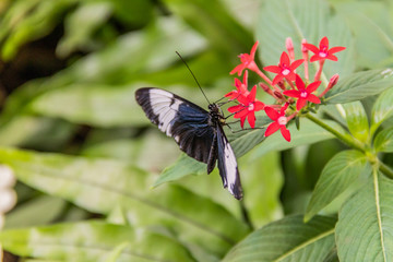 Butterfly on Red Flowers