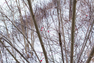 Red berries in winter snow