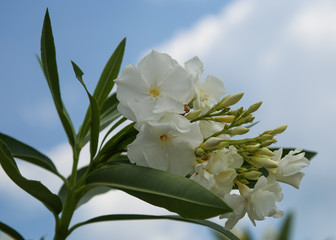 Fototapeta premium White Oleander Blooming against the Sky in Vilano Beach, Florida