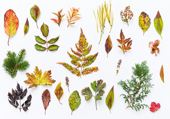 Obraz premium autumn leaves and berries on the white background