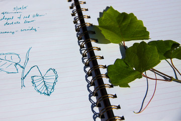 Leaves and Notebook for Nature Journaling