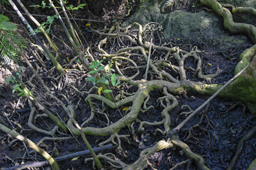 Mangrove en Thailande