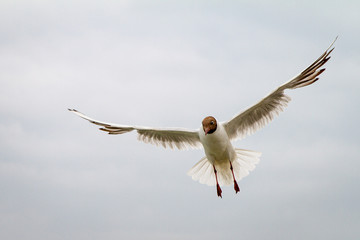 close up of a white gull with brown head in flight