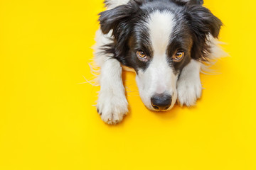 Funny studio portrait of cute smilling puppy dog border collie isolated on yellow background. New lovely member of family little dog gazing and waiting for reward. Pet care and animals concept