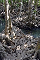 Mangrove en Thailande