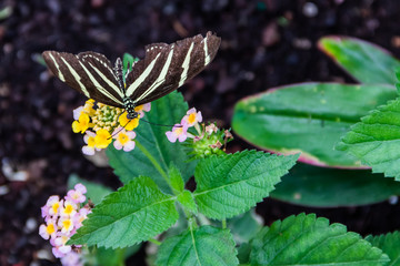 Butterfly on Yellow and Purple Flowers