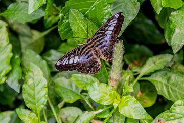 Butterfly on Leaves