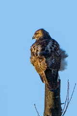 Perched Hawk on Tree