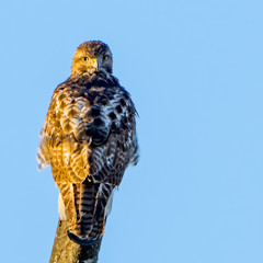 Perched Hawk on Tree