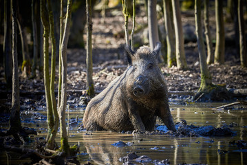 Central Europe Wild Boar in the Mud (Sus Scrofa)