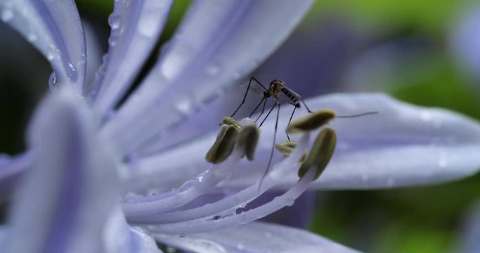 Male mosquitoes suck nectar from flowers and fruits.