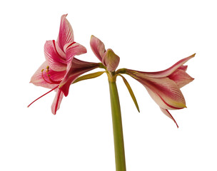 Flower Hippeastrum (amaryllis) Galaxy Group Gervase on a white background isolated.