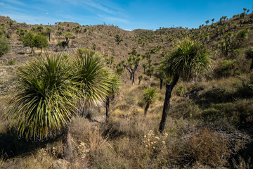 Cantona, Puebla, Mexico - a mesoamerican archaeoligical site with only few visitors