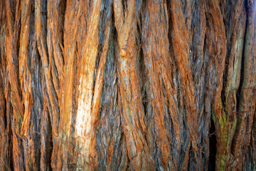 Obraz premium redwood bark