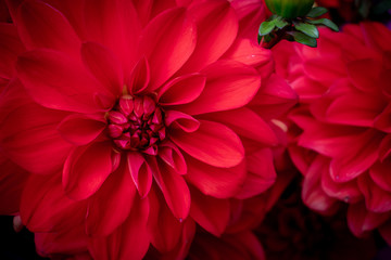 red flower - Powered by Adobe