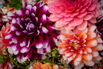 pink chrysanthemum flower - obrazy, fototapety, plakaty