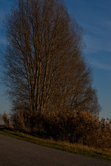 Tree at Dutch road in polder