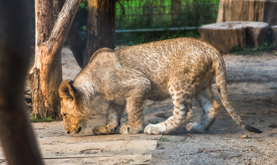Young Lion Walking and Sniffing the Ground in a Cage in the ZOO