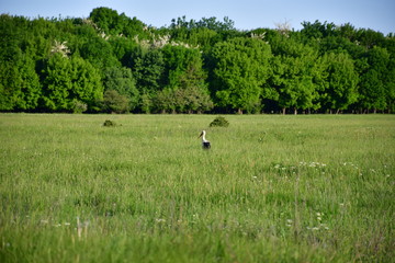 Stork looking for food