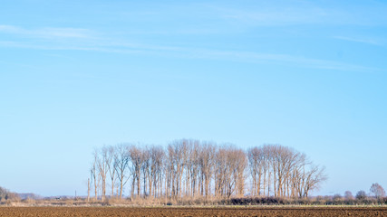 Dutch winter polder landscape