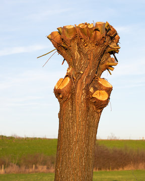 Stump with cut branches in polder