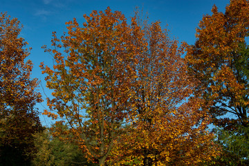 Fototapeta na wymiar jesienna przyroda